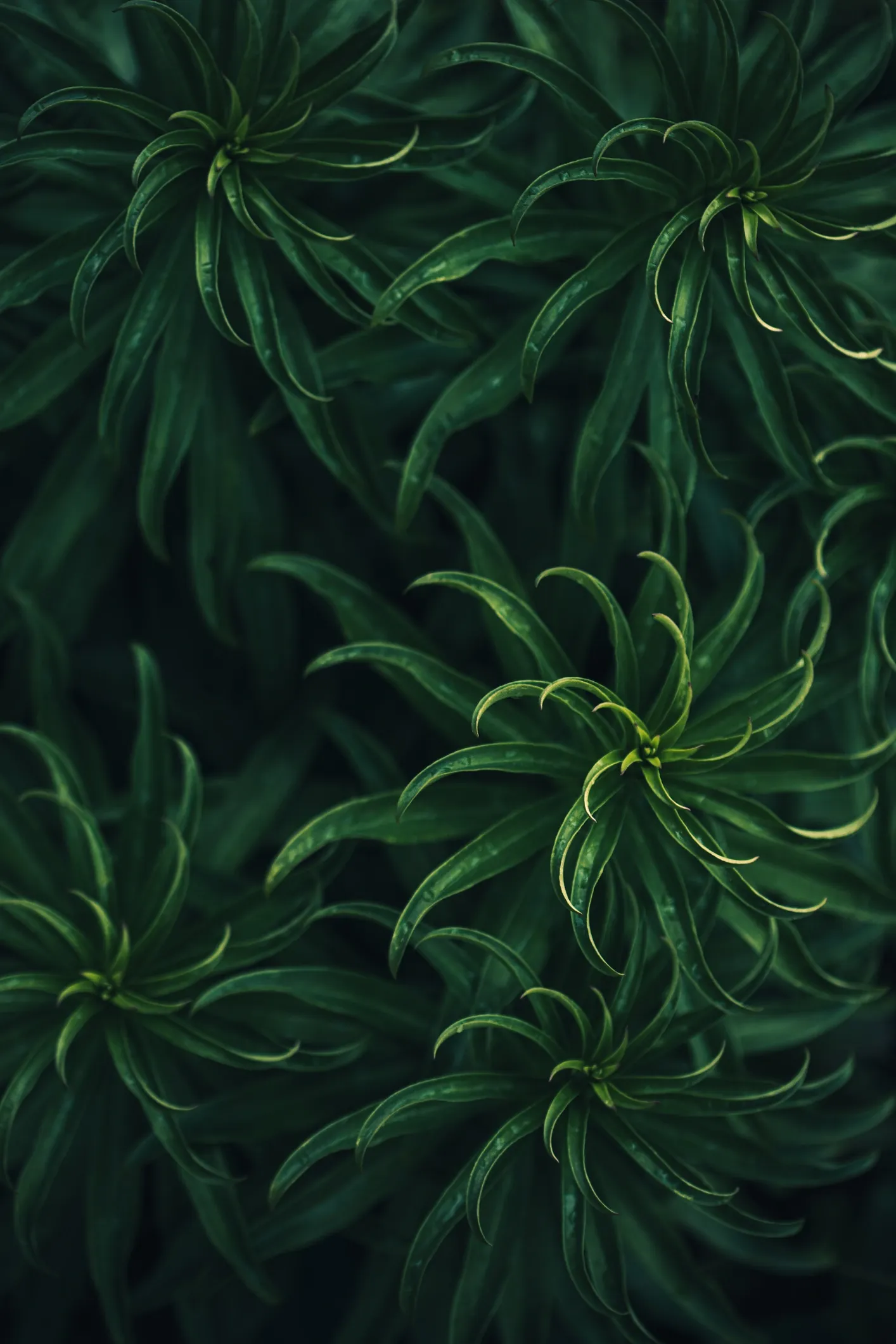 Close-up detail of a leaf