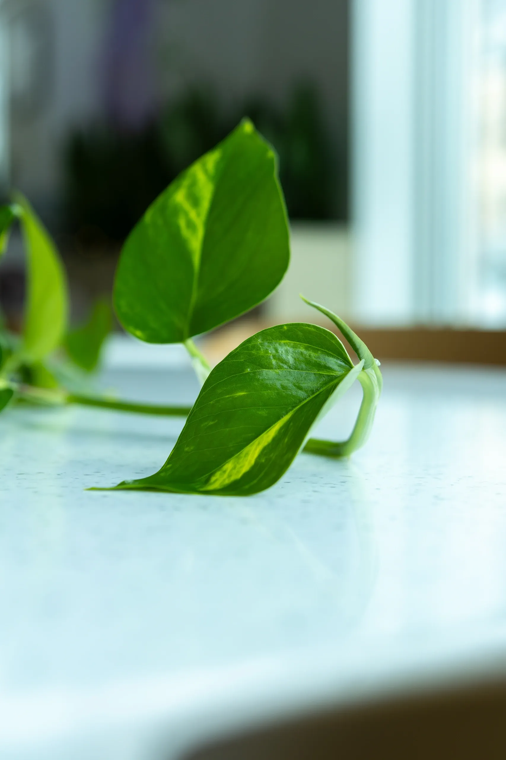 A watered leaf